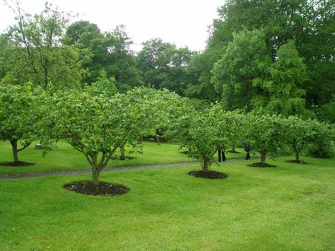 Small Backyard Orchard Layout, Fruit Tree Grove, Orchard Garden Design, Orchard Garden Layout Fruit Trees, Mini Orchard Ideas, Backyard Orchard Layout, Small Orchard Layout, Fruit Orchard, Home Orchard