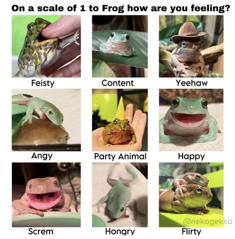 What Frog Are You, Frog Facts, Frog Pictures, Frog Drawing, Funny Frogs, Happy Party, A Frog, Frog And Toad, Cute Frogs