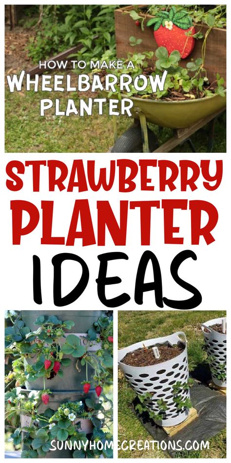 Strawberry Planter Ideas, Growing Strawberries Vertically, Strawberry Planters Diy, Growing Strawberries In Containers, Strawberry Runners, Mailbox Flowers, Strawberry Bush, Planter Designs, Strawberry Planter