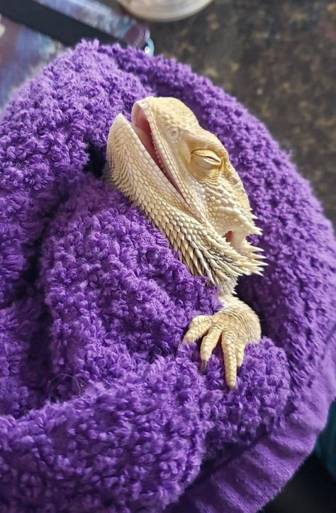 Fancy Bearded Dragon, Bearded Dragon, Chicago, Purple, Animals