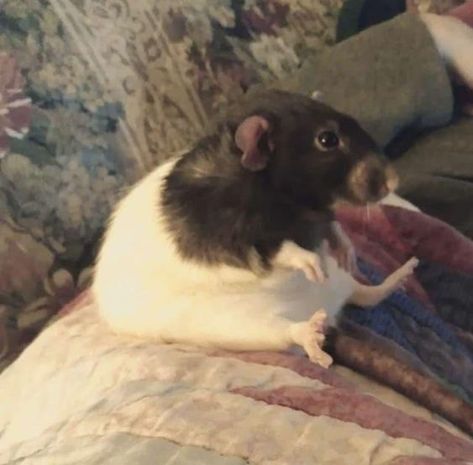 Happy Memes Funny, Maddie Phillips, Rattus Rattus, Happy Memes, Funny Rats, Fancy Rat, Funny Pix, Cute Rats, Mouse Rat