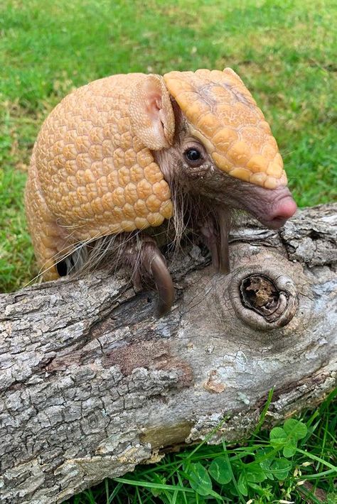 Showing God’s Design Through Our Animals - Boulder the armadillo

A visit to the Creation Museum isn’t complete without a stop at Eden Animal Experience!

Come see a variety of animals as you stroll through our family-friendly zoo, which is designed to give guests a hands-on experience with God’s amazing creatures. Animals you might encounter during your visit include alpacas, chickens, donkeys, goats, pigs, and more. Armadillo Minecraft, Arboreal Animals, Cute Armadillo, Armadillo Lizard, Amazon Animals, Animal Traits, Nature Tank, Wildlife Biologist, Desert Animals