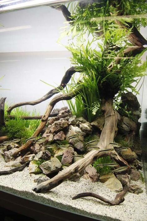 Aquriam Ideas, Tank Aesthetic, Vivarium Ideas, Fish Tank Background, Cichlid Aquarium, Cactus Terrarium, Amazing Aquariums, Fish Tank Design, Aquarium Driftwood