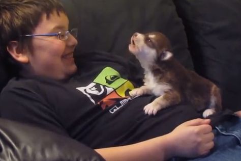 Manitoba boy teaches 20-day-old husky pup to howl Baby Huskies, Alaskan Husky, Tiny Puppies, Love My Dog, Husky Puppy, Dog Gifs, Siberian Husky, Video Chat, Amelie