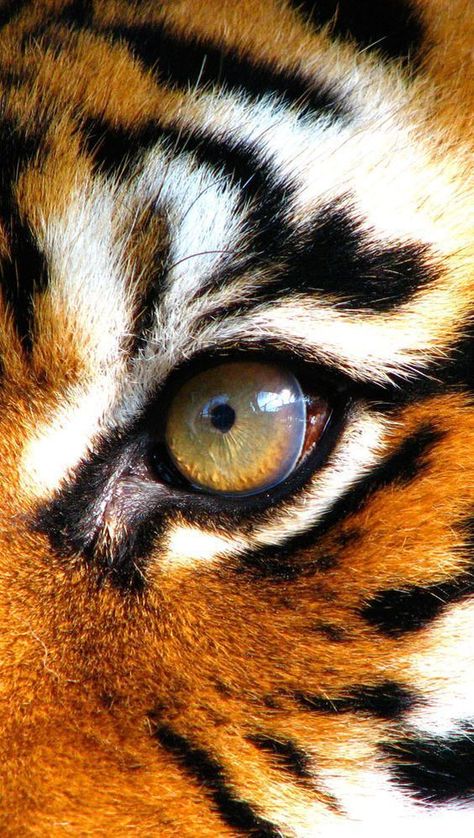 Tigers Eye Drawing Tutorials, Cat Eyes, Regard Animal, Eye Of The Tiger, Tiger Art, Drawing Stuff, A Tiger, Arte Animal, The Tiger