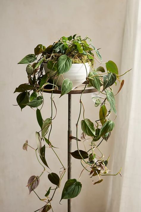 Philodendron Micans Plant | AnthroLiving Vintage Plant Hanger, Philodendron Micans, Indoor Plant Wall, Hanging Plant Wall, Potted Houseplants, String Of Pearls, Foliage Plants, Hanging Basket, Plant Lady