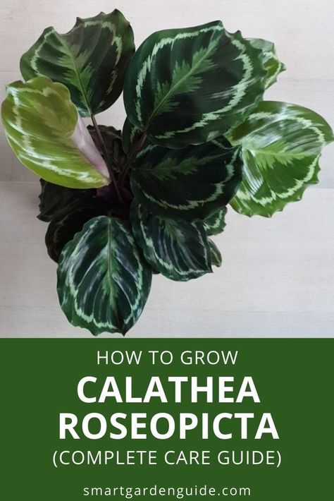 Calathea Roseopicta Care, Planting Hacks, Calathea Roseopicta, Indoor Plant Display, Bushes And Shrubs, Houseplant Care, Calathea Plant, Plant Care Houseplant, Plant Help