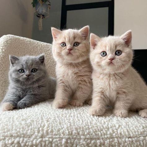 Popular Cat Breeds, British Shorthair Kittens, British Shorthair Cats, Kitten For Sale, Cats For Sale, Cute Cats Photos, Haiwan Peliharaan, Scottish Fold, Fluffy Cat