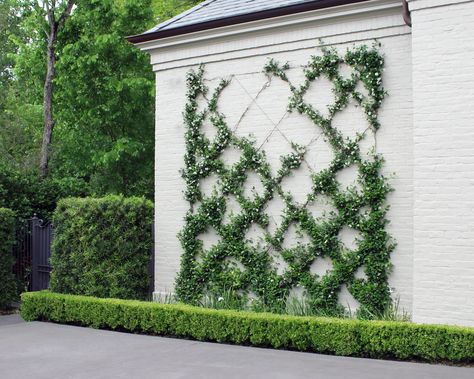 Confederate Jasmine Trellis – Moss Landscaping Star Jasmine Trellis, Jasmine Trellis, Moss Landscaping, Diy Trellis, Star Jasmine, Haus Am See, Decoration Tips, Outdoor Gardens Design, Home Landscaping