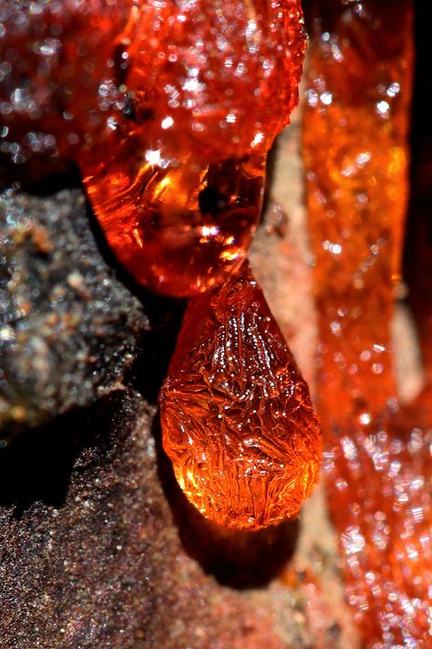 Red pine sap; Yosemite Myrrh Aesthetic, Tree Sap, Nature Posters, Cool Rocks, Red Tree, Yosemite National, Yosemite National Park, Color Textures, The Natural