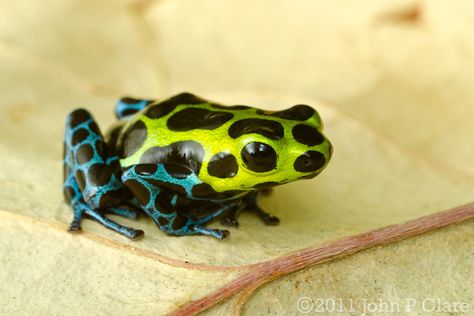 Poison Frog, Dart Frogs, Amazing Frog, Poison Dart, Salamanders, Dart Frog, Frog And Toad, Tree Frogs, Reptiles And Amphibians