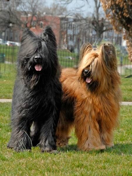 Known in their home country, France, as Chien Berger de Brie (shepherd dog from Brie), Briards are called "Hearts Wrapped in Fur." Phteven Dog, Briard Dog, Gordon Setter, What Dogs, Herding Dogs, Large Dog Breeds, Family Pet, Doberman, Dog Names