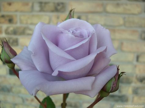 Sterling Silver Rose.......Bob would plant one for me every year.  It was too fragile to withstand the Indiana winters.  It is my favorite next to the John Paul II rose which is white. Nature, Sterling Roses, Cockle Shells, Flower Reference, Future Garden, Coming Up Roses, Cut Flower Garden, John Paul Ii, Aesthetic Vibes