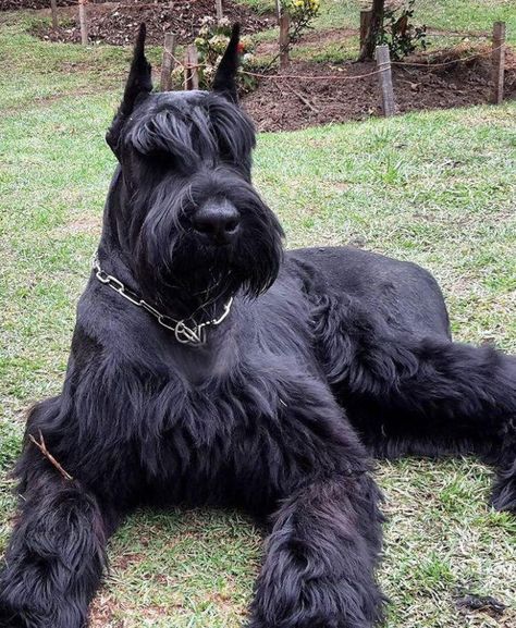 Black And White Schnauzer, Schnauzer Gigante, Schnauzer Cut, Schnauzer Breed, Black Schnauzer, Schnauzer Grooming, Standard Schnauzer, Miniature Schnauzer Puppies, Giant Schnauzer