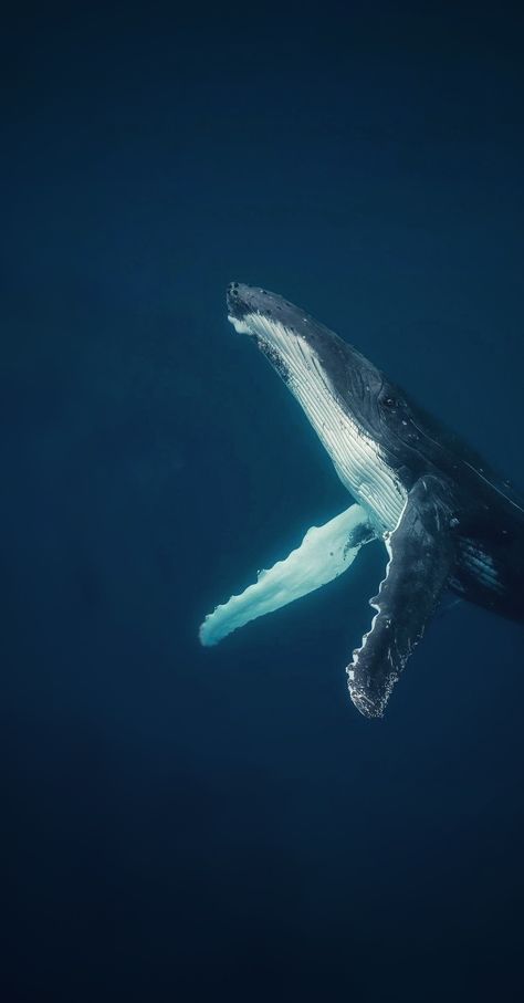 Humpback Whale Wallpaper, Whales Aesthetic, 52hz Whale, Blue Whale Wallpaper, Whale Wallpapers, Whales Wallpaper, Whale Wallpaper, Whale Pictures, Theme Nature