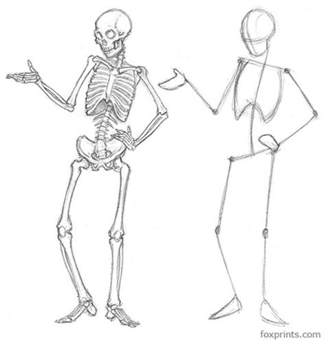 Character Drawing Tutorial, Bone Drawing, Figure Drawing Tutorial, Skeleton Anatomy, Male Figure Drawing, Human Body Drawing, Skeleton Drawings, Human Anatomy Drawing, Human Figure Drawing