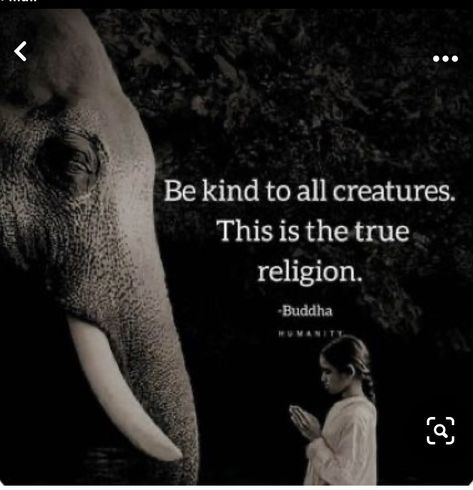 Vegan Quotes, Animal Liberation, Buddhist Quotes, Lovers Quotes, Kindness Quotes, Animal Quotes, All Animals, Quotable Quotes, Animal Rights