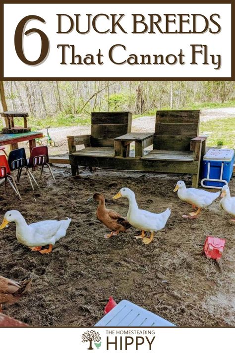 Duck Feed, Duck Breeds, Raising Ducks, Homestead Life, Raising Goats, Duck Recipes, Types Of Animals, Wild Game, Delicious Treats