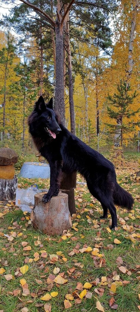 Groenendael Lovers Group | Great photo!! ❤️ | Facebook Groenendael Dog, Belgian Groenendael, Belgian Shepherd Groenendael, Belgian Sheepdog, Photo Facebook, Belgian Shepherd, Dream Dog, Today Is My Birthday, Get My Life Together