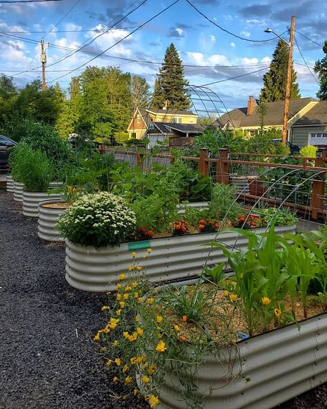 Beautiful front yard garden! Show me yours. 💚👩‍🌾😍 Vego Garden Layouts, Chicken Proof Garden, Front Yard Garden Vegetable, Horticulture Aesthetic, Vege Patch, Above Ground Garden, Vege Garden, Garden Prepping, China Pottery