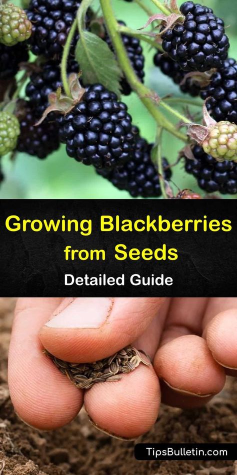 Find out all you need to know to grow blackberries from seed. Learn about different blackberry varieties, from trailing to thornless. Blackberry bushes only produce berries in their second year, not on their primocanes. Plant your brambles in partial or full sun. #blackberries #growing #seeds Blackberry Garden Ideas, Bucket Planting, Blackberries Growing, How To Grow Blackberries, Grow Blackberries, Blackberry Bushes, Farm Supplies, Thornless Blackberries, Mulberry Trees