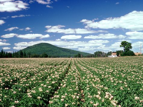 Aroostook County - Maine Office of Tourism Native American Words, Aroostook County, Crop Farming, Farming Life, Northern Maine, American Cowboy, Maine Living, Visit Maine, Maine Vacation