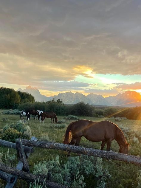 Horse Core Aesthetics, Western Life, Horse Aesthetic, Country Lifestyle, Western Aesthetic, Pretty Landscapes, Ranch Life, The Messenger, Horse Life