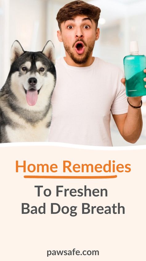 It never hurts to incorporate some natural and safe home remedies into our dog’s daily care. Here are some top DIY homemade tips to help dogs with bad breath. #dogbadbreath #homeremediesfordogbadbreath #dogdental Diy Dog Toothpaste For Bad Breath, Diy Dog Dental Water Additive, Diy Dog Breath Freshener, Dog Bad Breath Remedy, Dog Breath Remedy, Diy Dog Toothpaste, Remedies For Bad Breath, Stinky Dog Breath, Bad Dog Breath