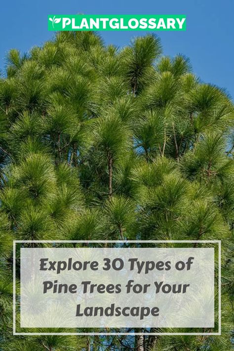 Pine trees are a versatile and attractive choice for any garden, offering a range of shapes, sizes, and colors. This guide explores 30 different types of pine trees you can grow, providing detailed information on their unique features and care needs. From towering species to compact varieties, you'll find the perfect pine tree for your landscape. Learn how to plant and maintain these beautiful trees to create a stunning garden. Types Of Pine Trees, Austrian Pine, Mugo Pine, Japanese Black Pine, Types Of Christmas Trees, Bristlecone Pine, Tree Identification, Eastern White Pine, Ponderosa Pine