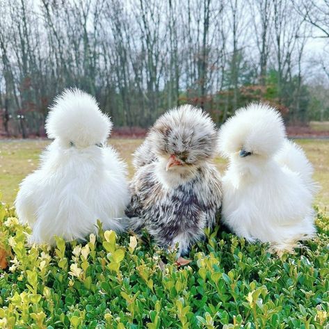 Cute Silkie Chickens, White Silkie Chicken, Silke Chicken, Silkies Chickens, Silky Chickens, Silkie Chickens Coop, Chicken Silkie, Silkie Chickens Colors, Silky Chicken