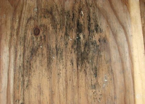 How To Get Mold Off Wood, Cleaning Mold Off Wood, Kill Mold On Wood, Clean Mildew Off Wood, How To Clean Mold Off Wood, How To Clean Wood Walls, Cleaning Mildew Off Wood, How To Get Rid Of Mold On Wood, How To Remove Mold From Wood