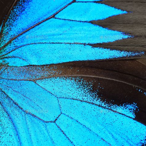 Butterfly Wings Pattern, Blue Butterfly Wings, Foto Macro, Blue Morpho Butterfly, Nature Pattern, Morpho Butterfly, Blue Morpho, Pattern Texture, Butterfly Wing