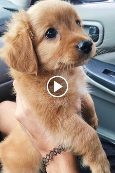 Dogs Tiktok, Puppy Dog Pictures, Cutest Pets, Cutest Dogs, Super Cute Puppies, Funny Cat Videos, Baby Dogs, Cat Gif