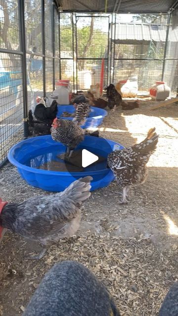 Roberts Family Ranch on Instagram: "Keep your ladies cool this summer with a pool of cold water and some pavers which stay cool in the water. Remember to change your water often because it tends to get really poopy💩 #chickens #chickencare #homesteading #chickenrun #raisingchickens" Chicken Pool Ideas, Homestead Animals, Chicken Coop Garden, Family Ranch, Chicken Pen, Chicken Farming, Backyard Chicken Farming, Coop Ideas, Chicken Cages