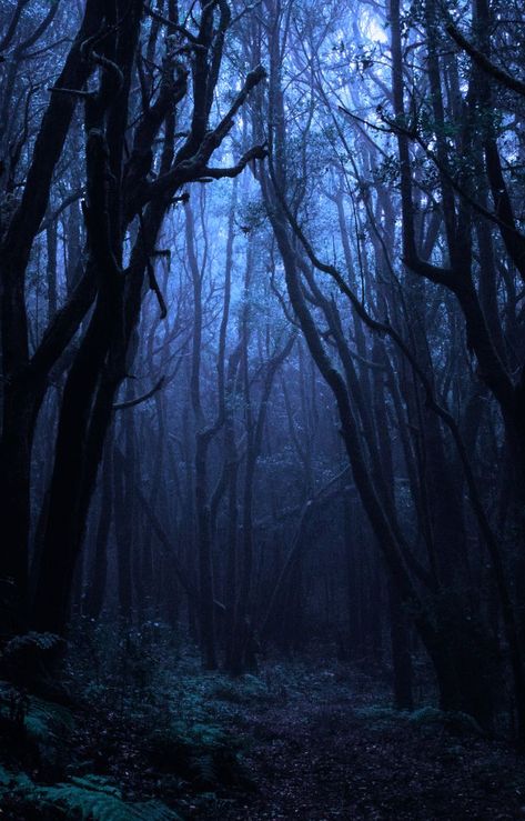 Stormy Blue Aesthetic, Forest Homescreen, Blue Forest Aesthetic, Sombre Aesthetic, Blue Forest Wallpaper, Dusk Forest, Dark Blue Forest, Dark Souls 2, Nostalgic Pictures