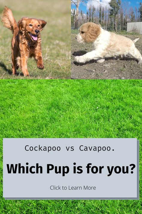 Pinterest Pin for Cockapoo vs Cavapoo Cockapoo Vs Cavapoo, Puppy Facts, Selective Breeding, Dog Family, Doodle Puppy, Eyes Problems, Doodle Dog, Springer Spaniel, Little Puppies