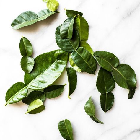 Kaffir Lime Leaves ~ one of my favourites! Cut & simmer these in a coconut milk curry for brilliant flavour. Either over cook them til super soft & edible, or seive them out like tea Frozen Lime Margarita Recipe, Lime Juice Margarita, Lime Cocktails, Soup Aesthetic, Aesthetic Leaf, Soup Recipes Healthy, Lime Margarita Recipe, Flavored Margaritas, Frozen Margarita