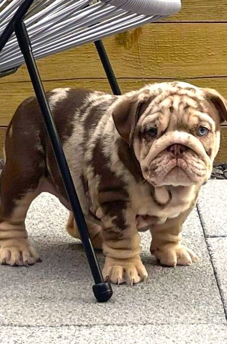 Merle Bulldog English, Bull Dogs English, Baby English Bulldogs, Mini English Bulldogs, Dog Line Art Tattoo, Dog Aesthetics, English Bulldog For Sale, Bulldogs Puppies, Baby Bulldogs