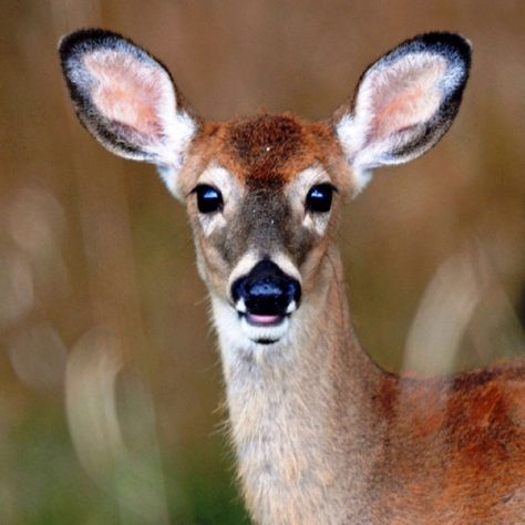 Doe Close Up Animals, Deer Reference, Deer Eyes, Whitetail Deer Pictures, Deer Face, Female Deer, Rabbit Face, Moose Deer, Soul Collage