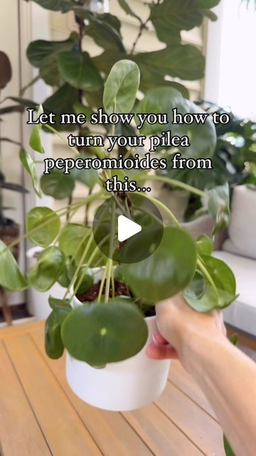 Pilea Plant Care, Pilea Plant, Leaves Meaning, Houseplant Care, Pilea Peperomioides, Nutrient Deficiency, House Plant Care, Yellow Leaves, Green Thumb