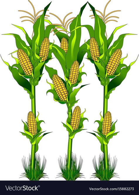 Corn on the field Royalty Free Vector Image - VectorStock Plants Kindergarten, 3d Karakter, Plant Clips, Flower Logo Design, Yellow Corn, Corn Plant, Lord Ganesha Paintings, Wall Murals Painted, Mickey Mouse Wallpaper