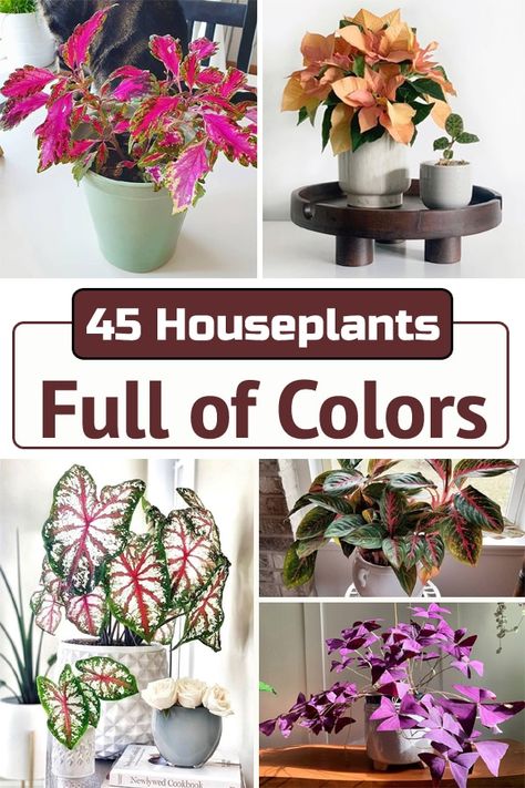 Add a dash of tints and hues to your rooms with the addition of these incredibly beautiful and easy to maintain Houseplants Full of Colors! Colorful House Plants Indoor, Houseplant Combinations, Prettiest House Plants, Colorful House Plants, Flowering Indoor Plants, Interesting House Plants, Colourful Indoor House Plants, Colourful Indoor Plants, Blue House Plants