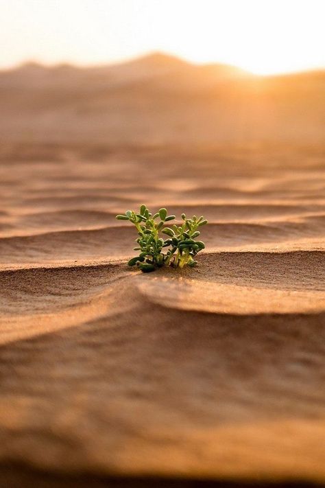 Sunlight Wallpaper, Notebook Iphone, Desert Goddess, Technology In Agriculture, Wallpaper For Windows, Light And Shadow Photography, Ffxiv Character, Plant Graphic, Mac Notebook