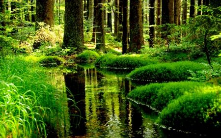 FOREST POND - Forests & Nature Background Wallpapers on Desktop ... Forest Deity, Green Nature Quotes, Foggy Nature, Fairy Pond, Nature Quotes Trees, Winged Wolf, Office Nature, Rainy Forest, Forest Pond