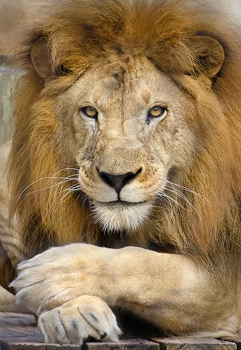 Mr. Lion Be friendly eventhough you know he is your enemy! Lion Photography, Lions Photos, Beautiful Lion, Lion Love, King Lion, Lion Wallpaper, Lion King Art, Lion Images, Male Lion