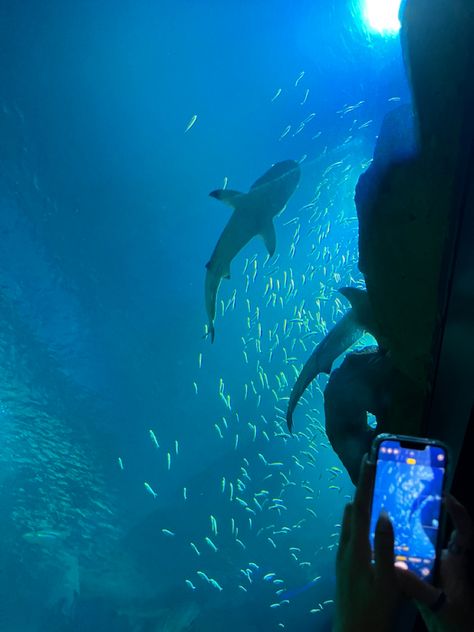 cute aquarium in paris - pic credits to my wonderful partner Paris Aquarium, Cute Aquarium, Paris Pictures, Aquariums, Sharks, Dates, Wonder, Paris, Quick Saves