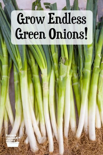 Growing Green Onions In Containers, Green Onion Plant, Growing Green Onions Indoors, Scallions Vs Green Onions, How To Plant Green Onions, Regrowing Green Onions, How To Regrow Green Onions, How To Grow Green Onions Indoors, Planting Onions In Containers