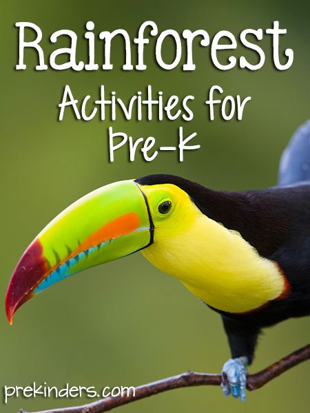 Rainforest Theme Wild Animal Activities, Rainforest Preschool, Preschool Theme Ideas, Learning About Animals, Rainforest Crafts, Preschool Jungle, Rainforest Activities, Ideas For Learning, Rainforest Theme