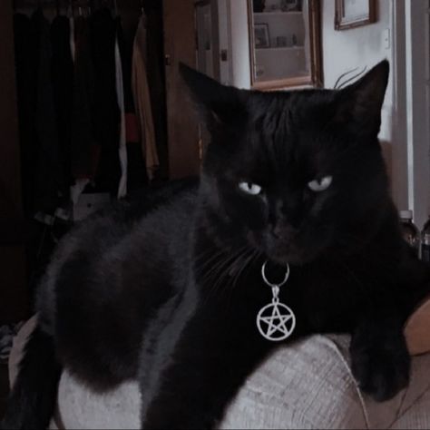 Cat Witch Aesthetic, Black Cat Witch, Black Cat Aesthetic, A Black Cat, Witch Aesthetic, Cat Aesthetic, A Black, Black Cat, Witch