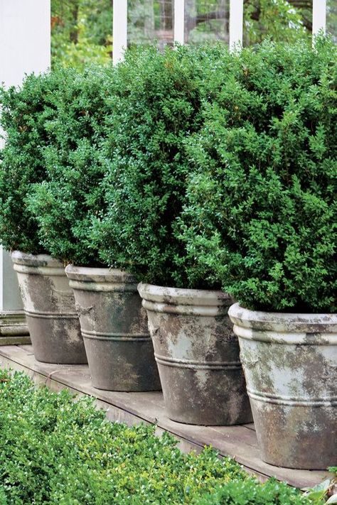 Count on these handsome shrubs to fill your containers with style. More Uppsala, Boxwood Landscaping, Tanaman Pot, Garden Shrubs, Have Inspiration, Garden Containers, Landscaping Tips, Concrete Planters, Outdoor Planters